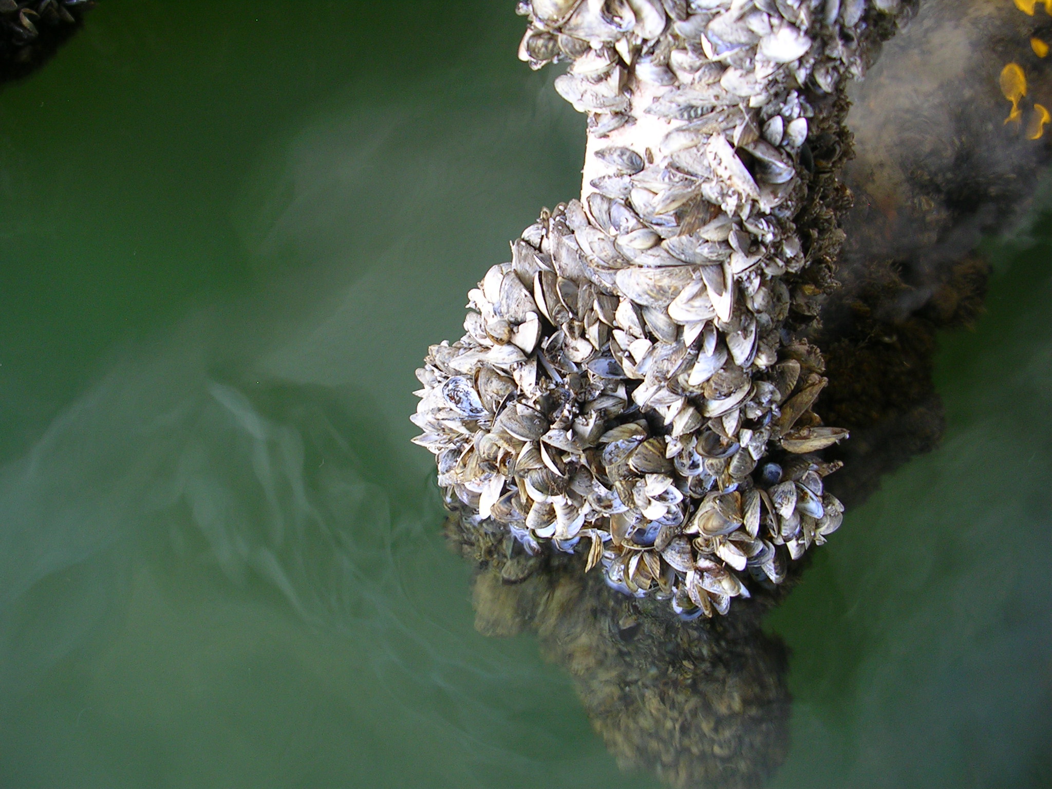 Mussels damaging a boat engine -US Fish and Wildlife Service