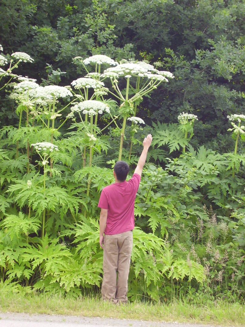 giant-hogweed-ckiss-central-kootenay-invasive-species-society