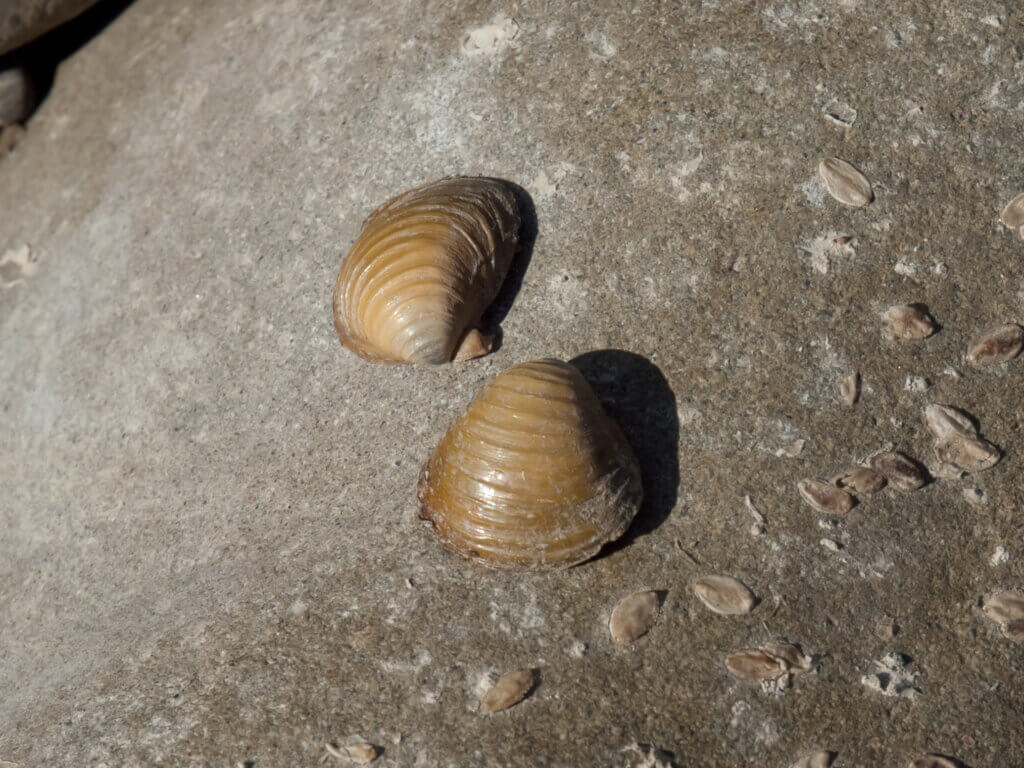 Asiatic clam (Corbicula fluminea) Photo Credit: F.Folini - CKISS ...