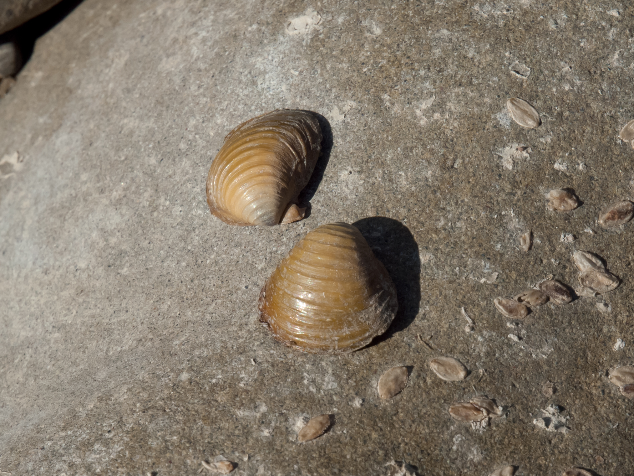 Карбикула. Corbicula fluminea. Ракушка карбикула. Мидия Корбикула яванская. Корбикула японская.