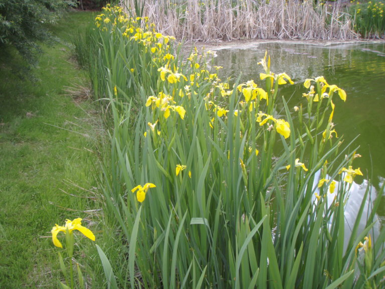Highly invasive plant; Yellow Flag Iris found at Summit Lake CKISS