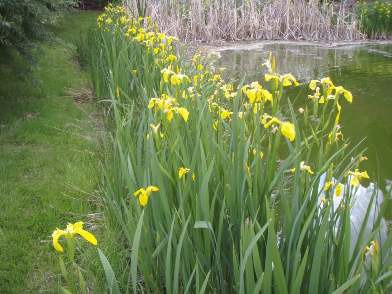 September 1, 2020 - Yellow Flag Iris Control Workshop - CKISS - Central ...