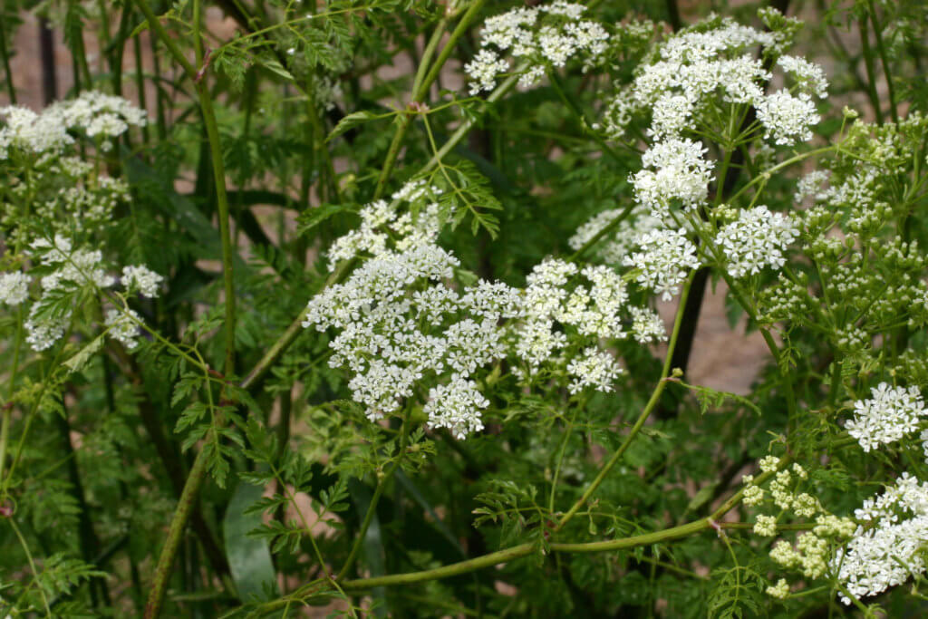 Does Poison Hemlock Grow In Texas