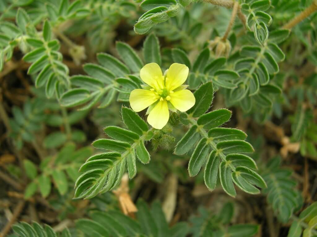 Puncturevine - CKISS - Central Kootenay Invasive Species Society