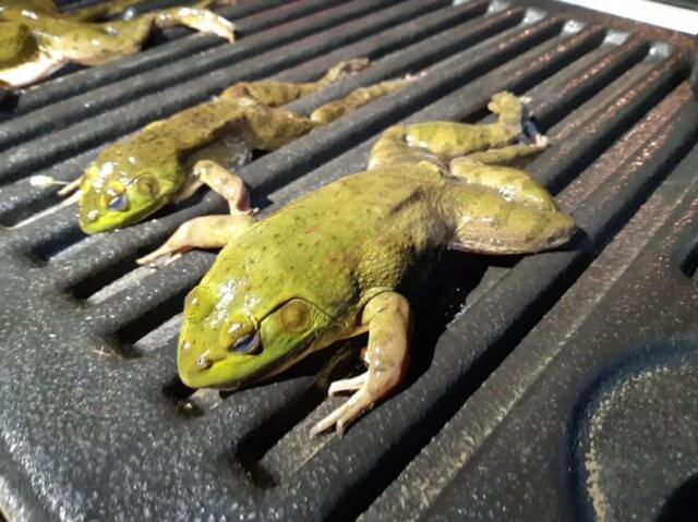 The History of American Bullfrog Control in the Central Kootenays