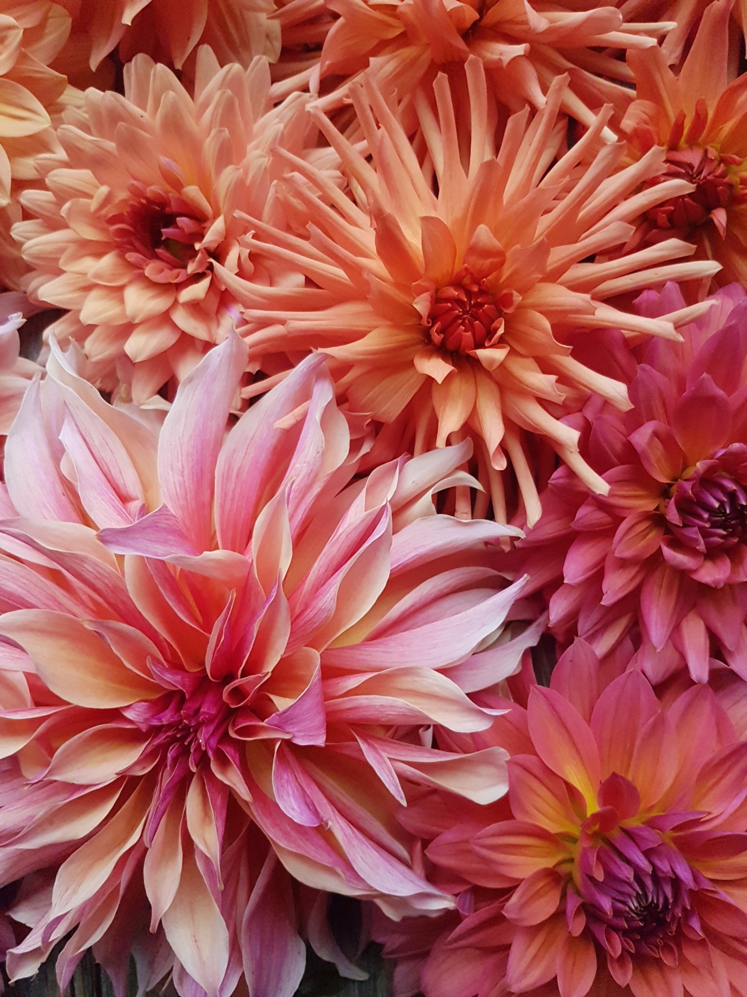 Growing Cut Flowers in the Kootenays inar Recording and Resources