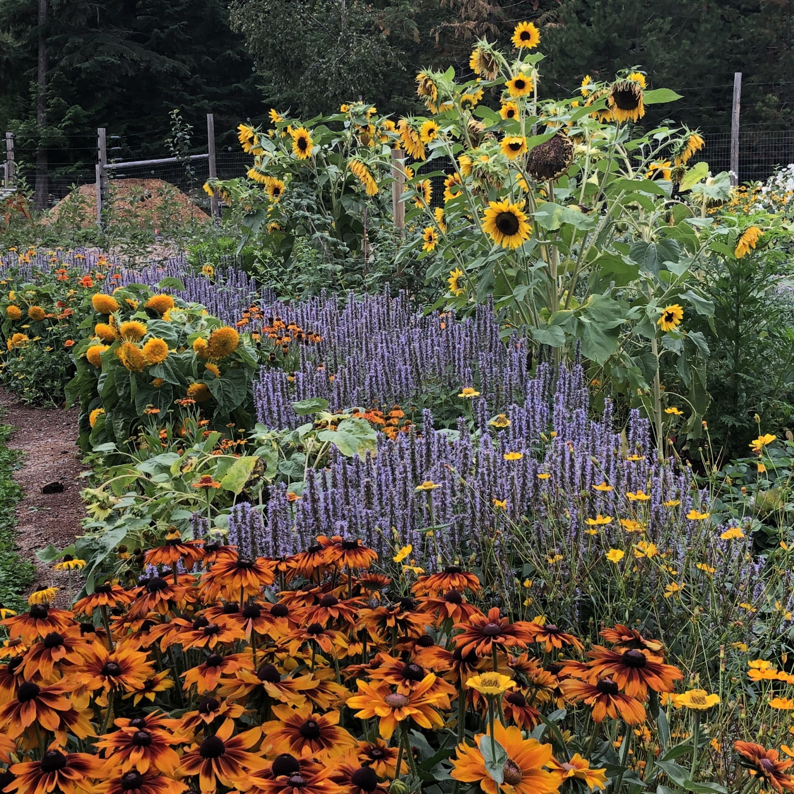 IV. Choosing Native Plants for Bee-Friendly Landscaping