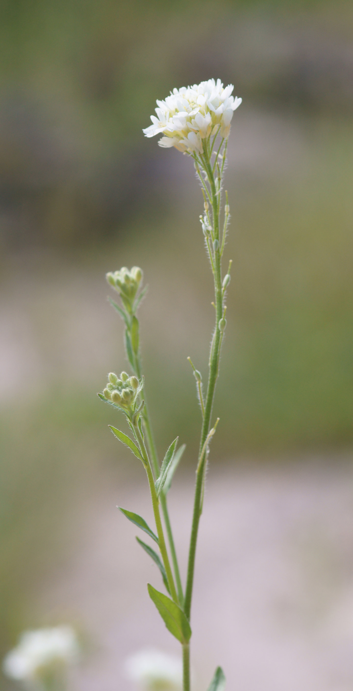 Hoary alyssum CKISS Central Kootenay Invasive Species Society
