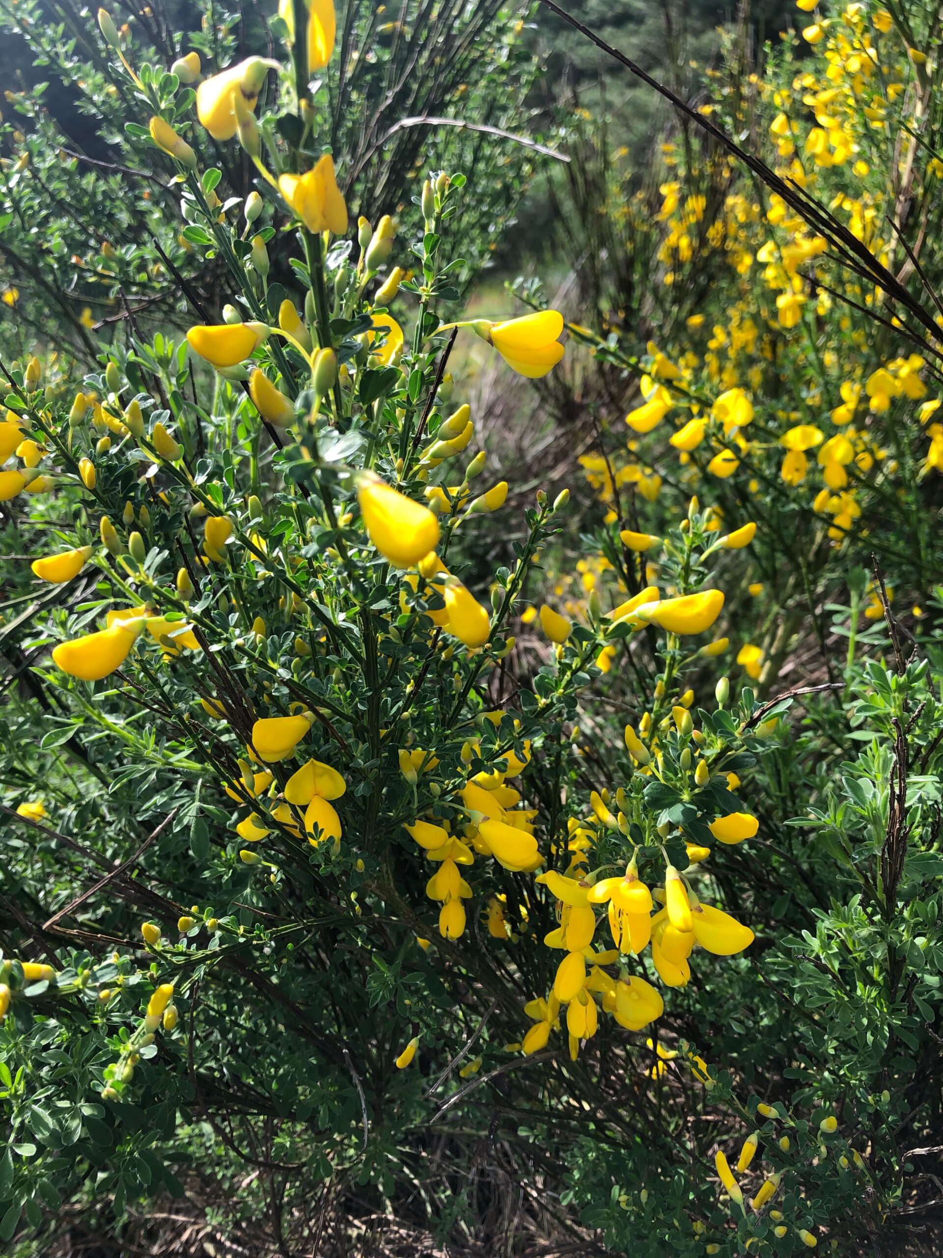 Scotch broom - CKISS - Central Kootenay Invasive Species Society