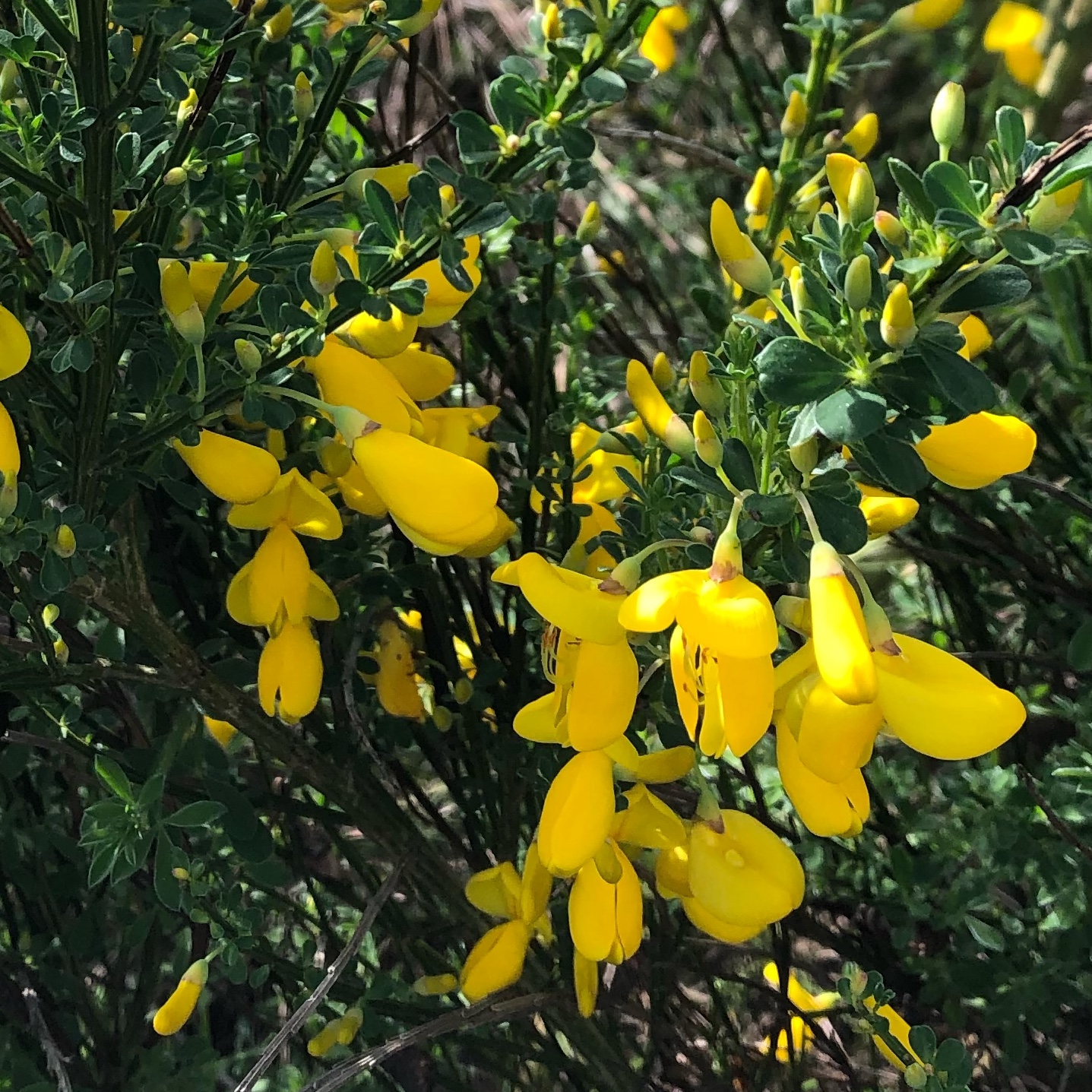 broom plant with yellow flowers