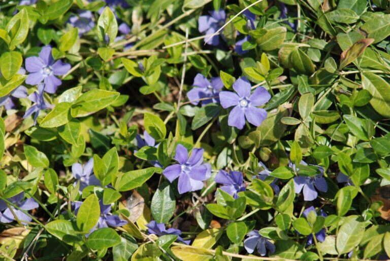 Periwinkle - CKISS - Central Kootenay Invasive Species Society