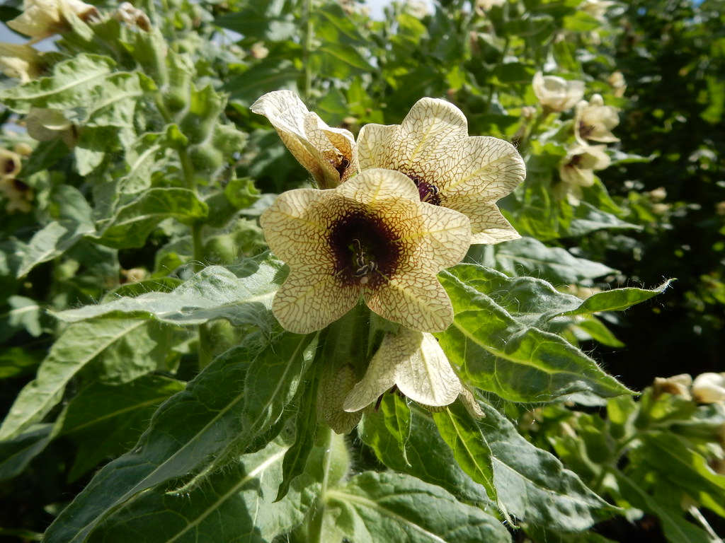 An Alert Invasive Species Black Henbane Has Been Found In The Central