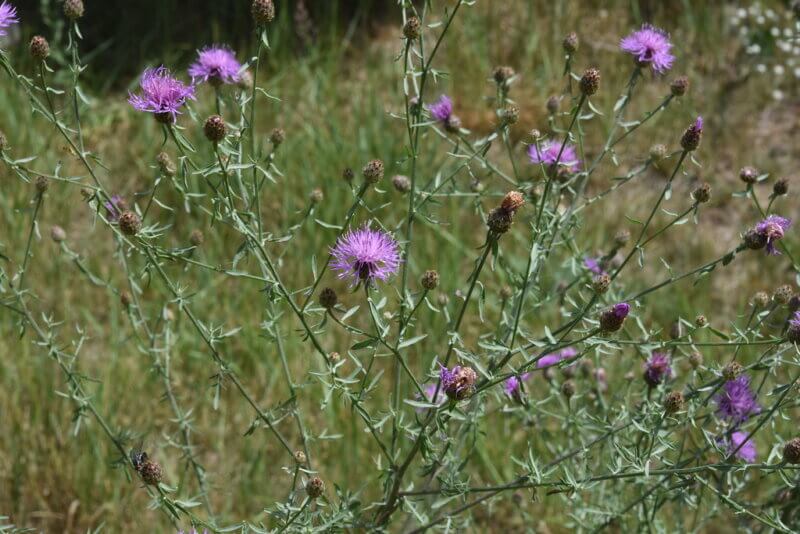 Spotted Knapweed - CKISS - Central Kootenay Invasive Species Society