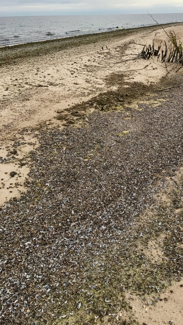 Zebra Mussels On Beaches