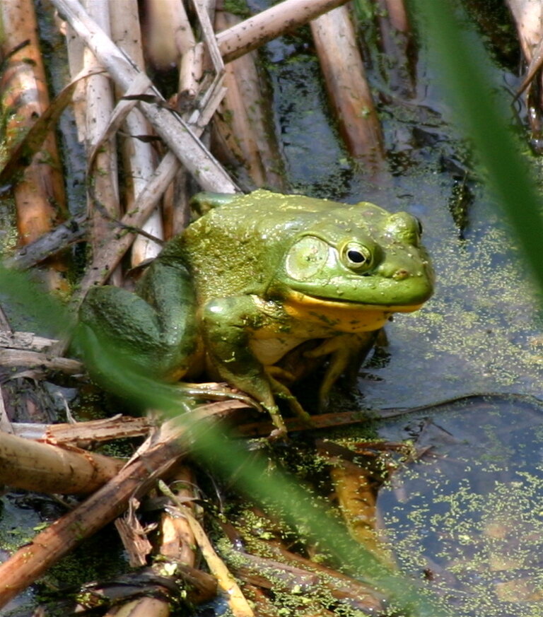 March 10 2022 Virtual Info Session Bullfrogs In B C How To Spot And Report The Invasive