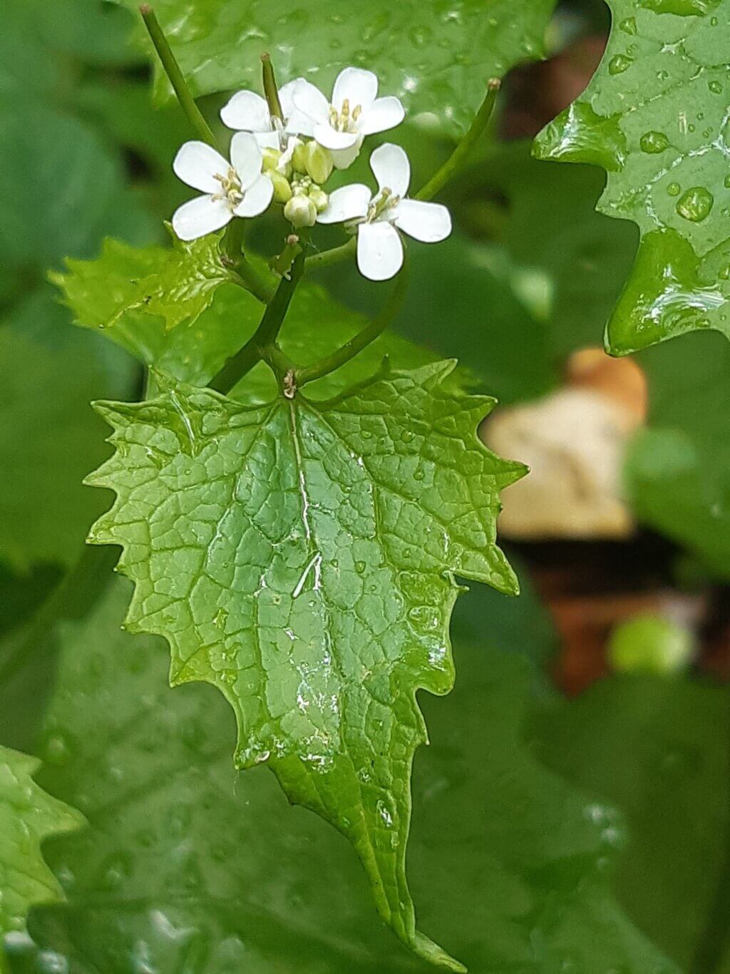 Garlic mustard CKISS Central Kootenay Invasive Species Society