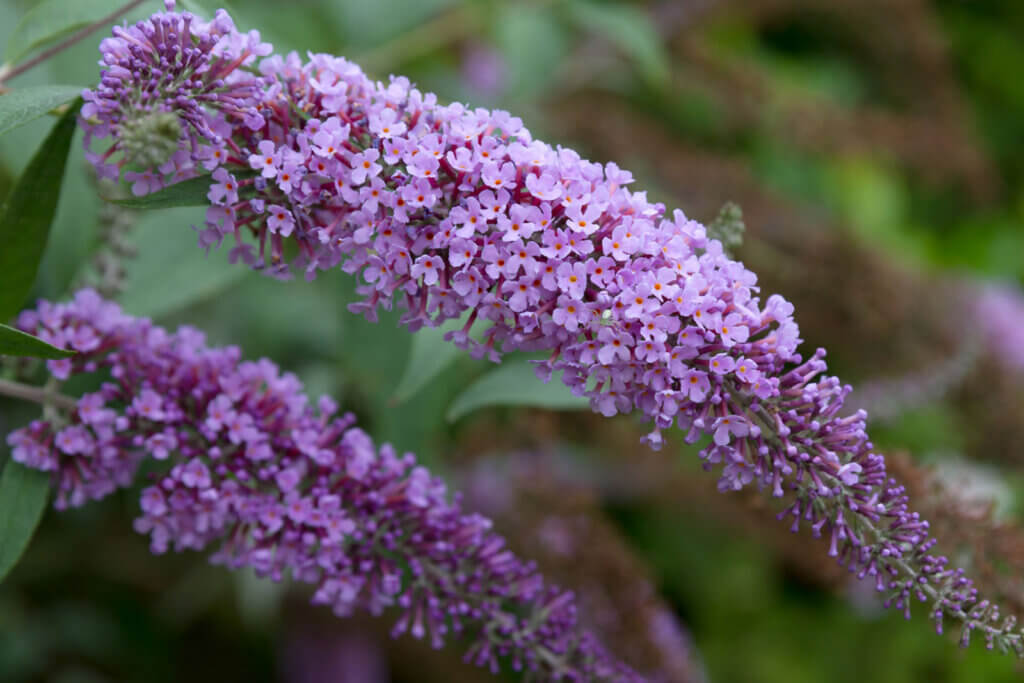 Butterfly Bush Ckiss Central Kootenay Invasive Species Society