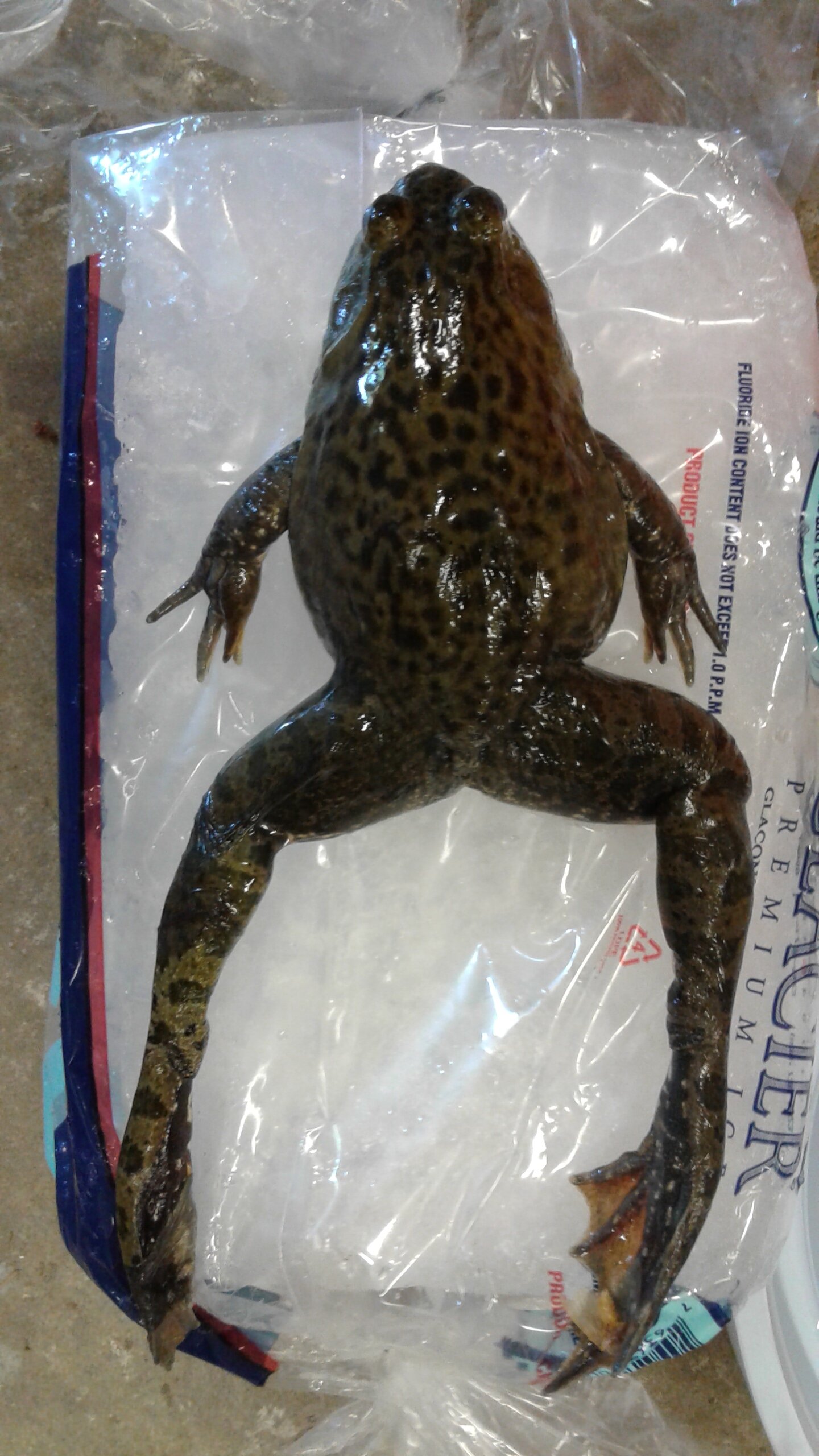 The Bullfrog Action Time is in full swing this summer to combat the American  bullfrog invasion in Creston. - CKISS - Central Kootenay Invasive Species  Society