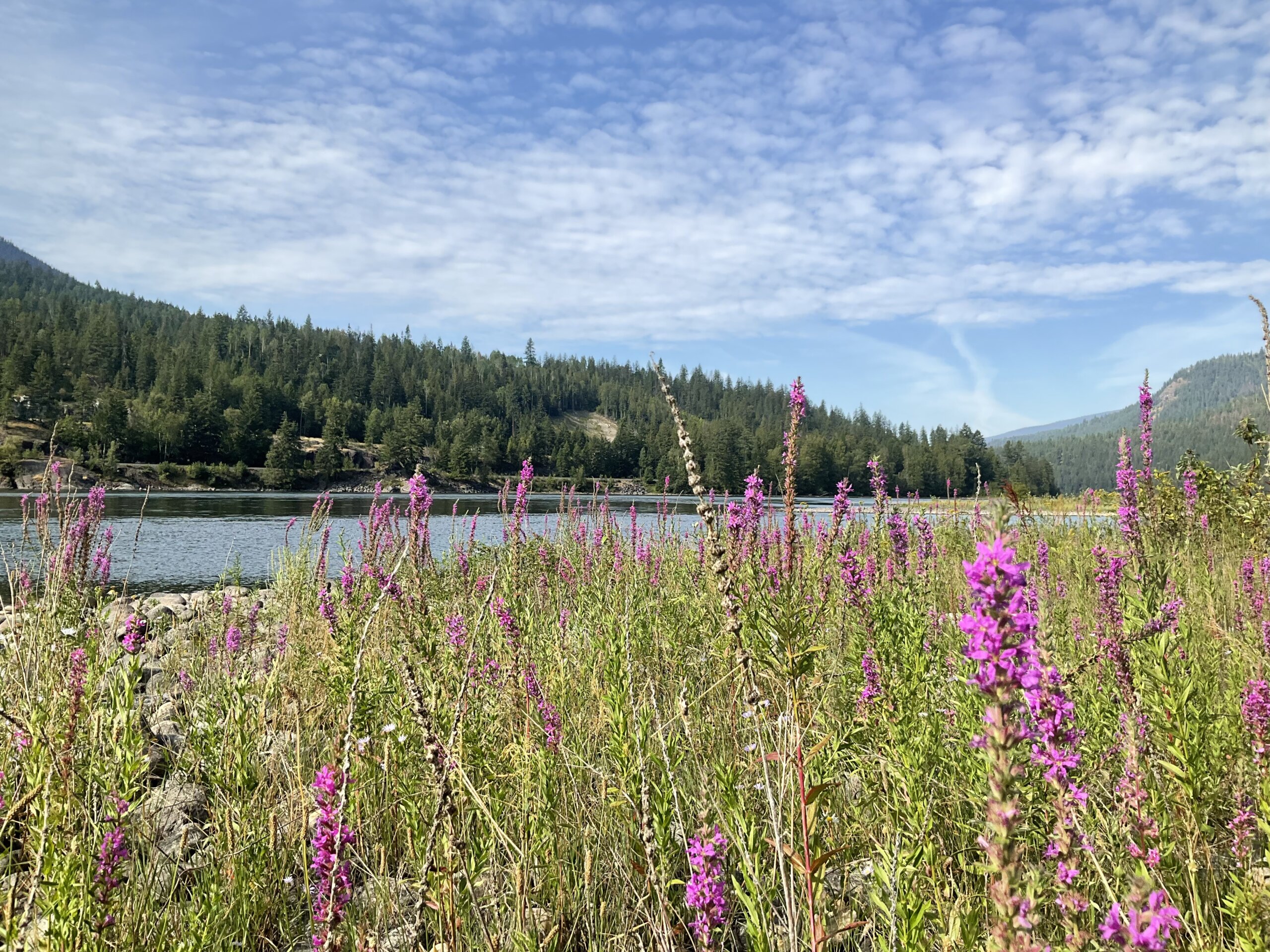 Bachelor's buttons - Invasive Species Council of British Columbia