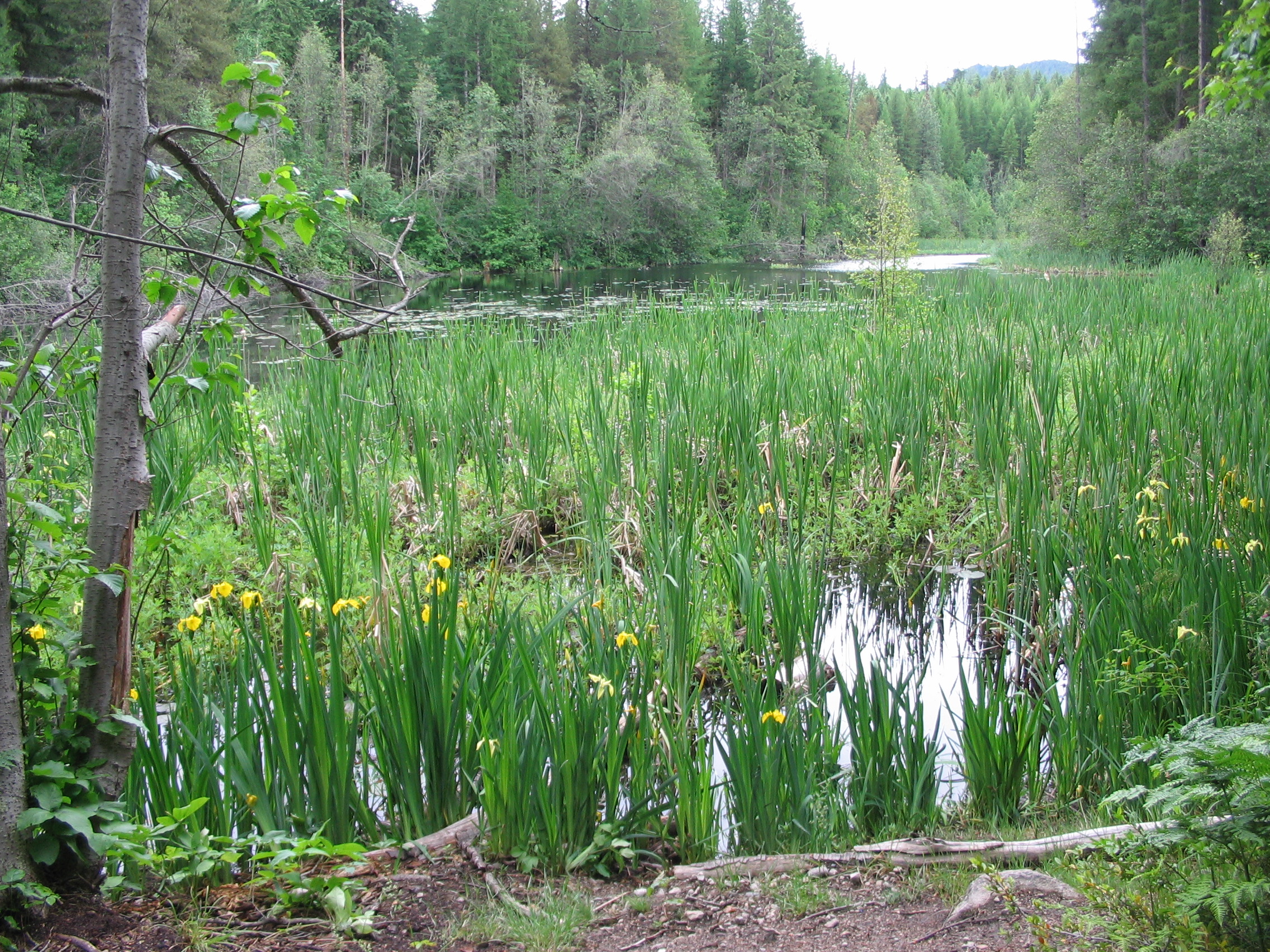 Bachelor's buttons - Invasive Species Council of British Columbia