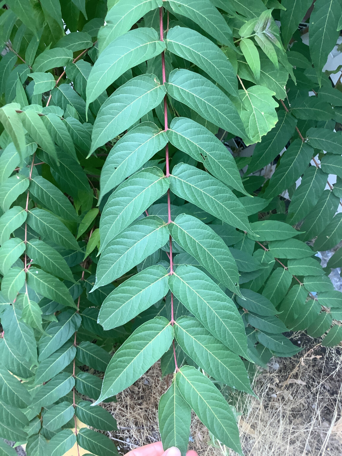 Tree of heaven CKISS Central Kootenay Invasive Species Society