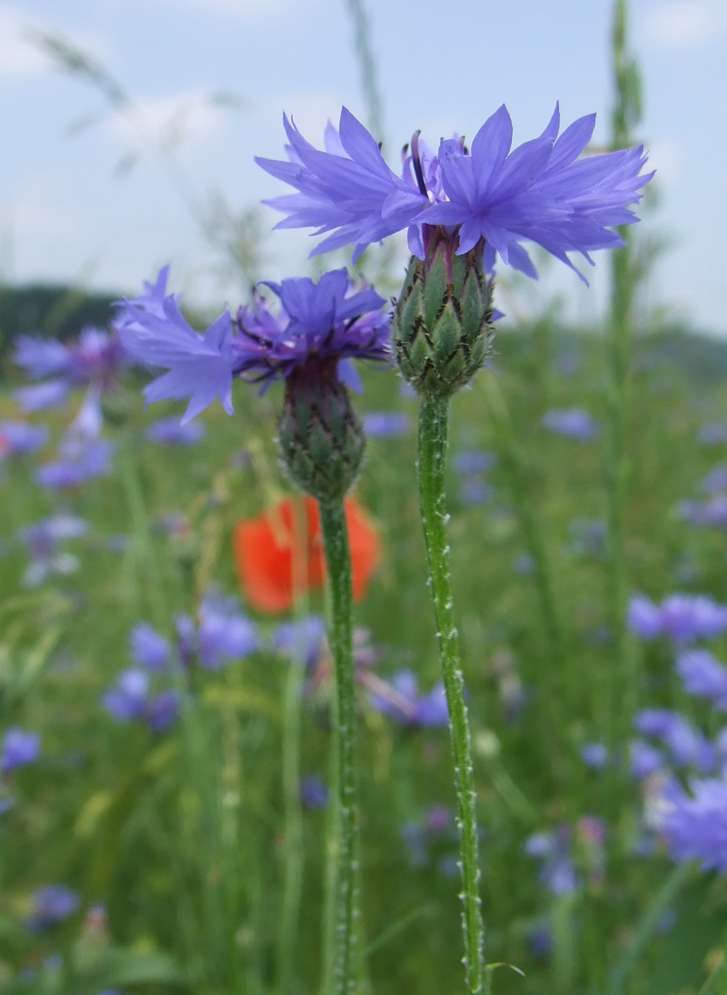 Bachelor's button - CKISS - Central Kootenay Invasive Species Society