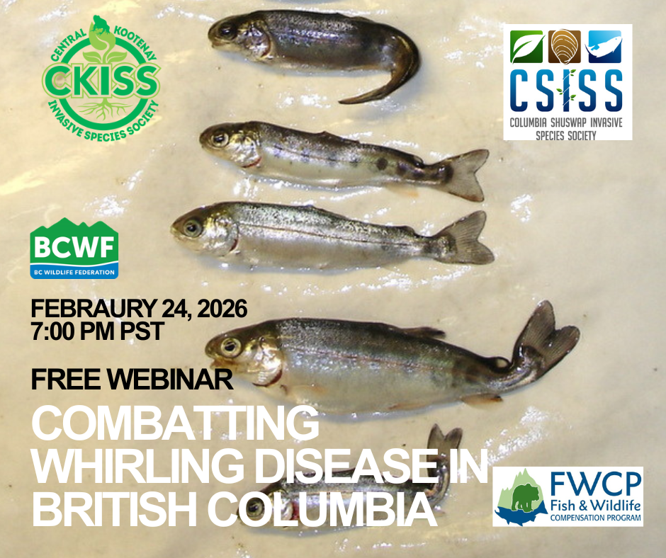 Invasive (Facebook Post)